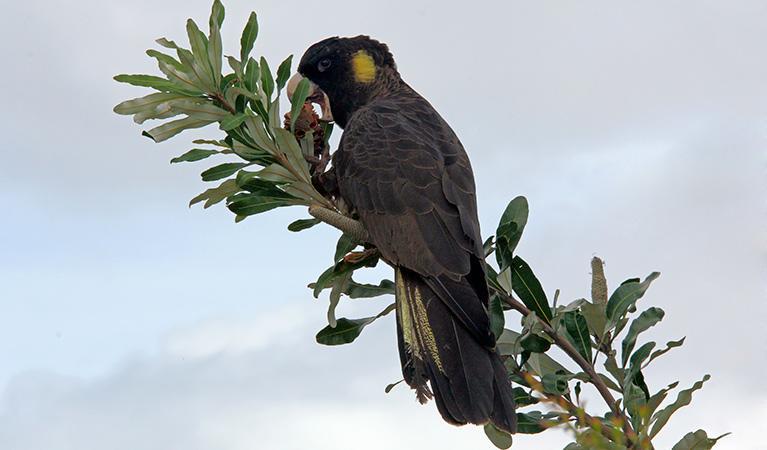 יאנקי Black Cockatoo Cottages מראה חיצוני תמונה